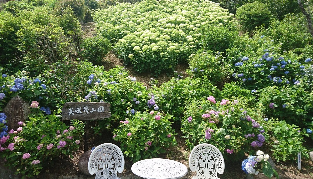 美咲花山園の紫陽花フォトスポット