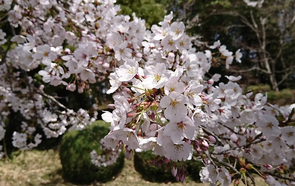 石蓮寺みんなの森の桜