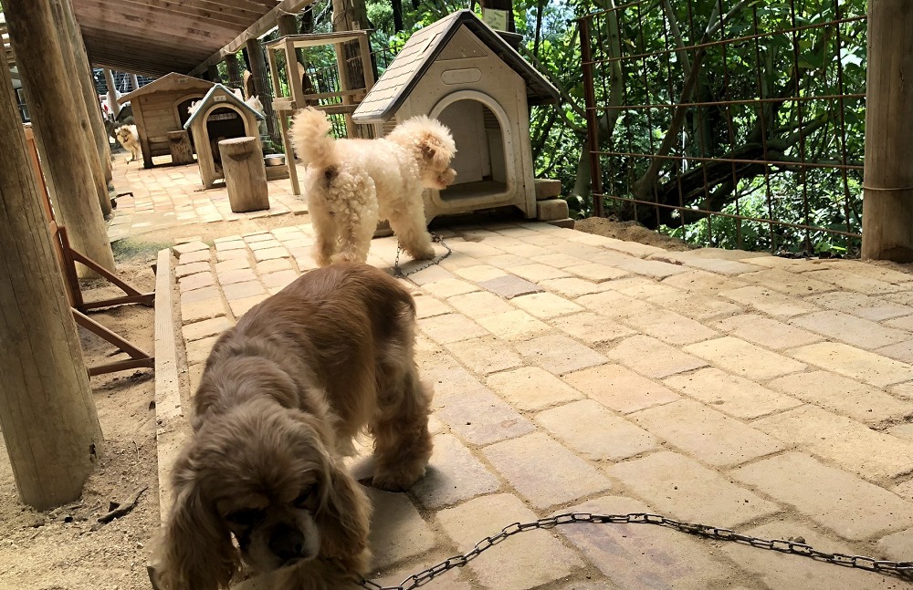 渋川動物公園の犬の散歩