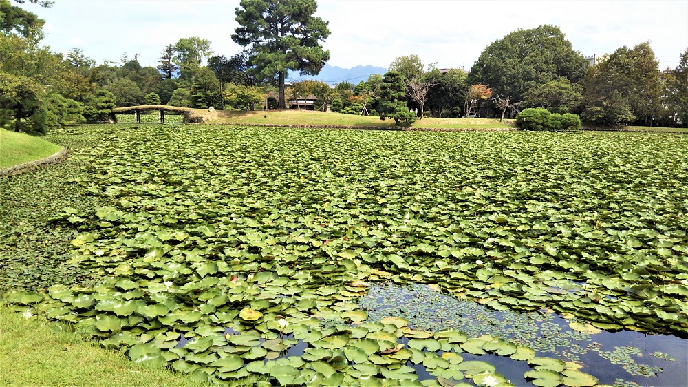 衆楽園（旧津山藩別邸庭園）の池