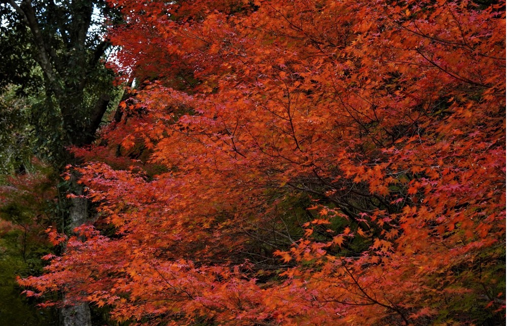 岡山県自然保護センターの紅葉