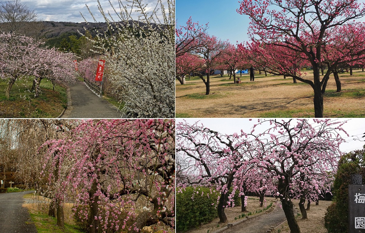 岡山県の梅園、梅の花名所まとめ