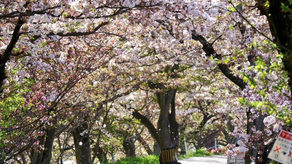 相原公園の桜並木