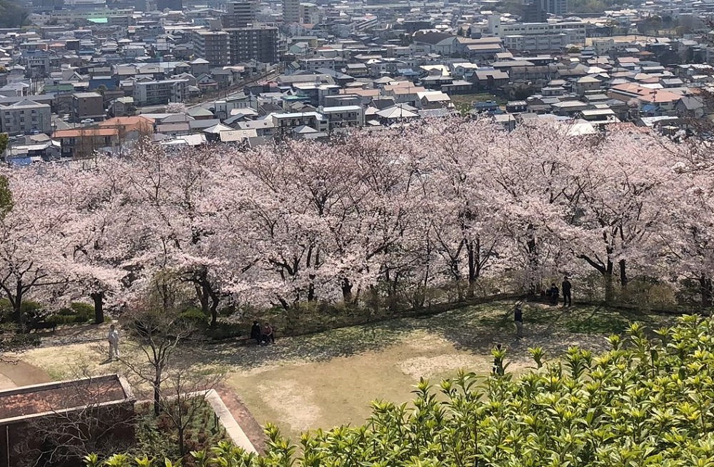 岡山市半田山植物園の桜まつり