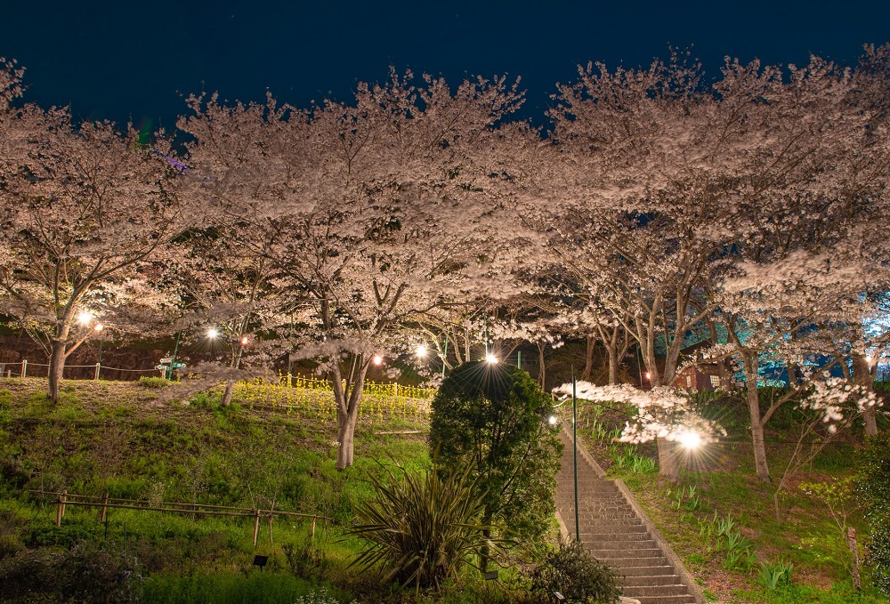 岡山市半田山植物園の桜まつりの夜桜