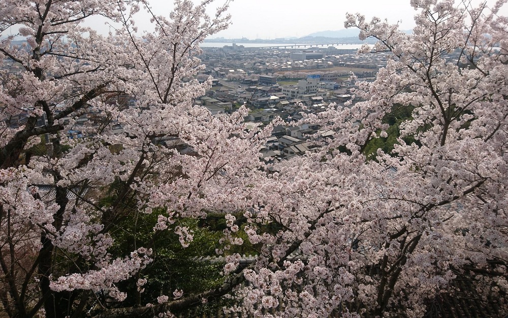 箆取神社の桜と展望
