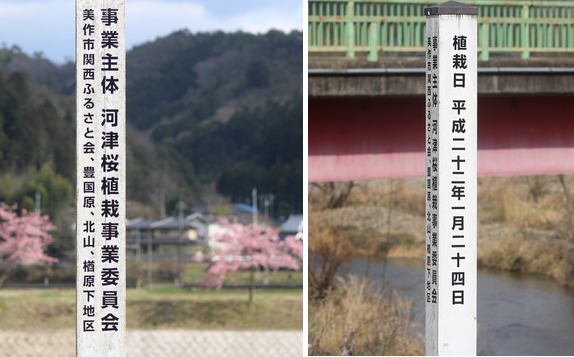 梶並川沿いの河津桜の表示