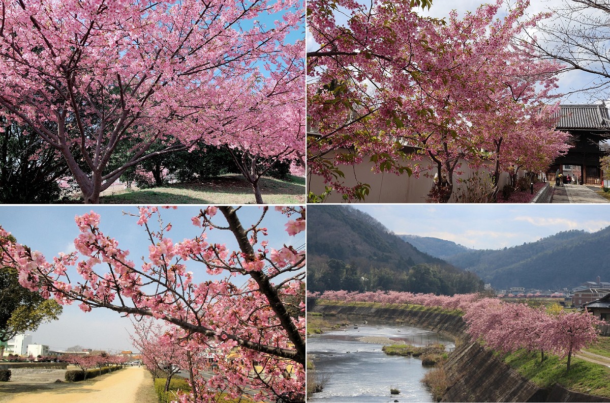 岡山県の河津桜の花見スポットまとめ
