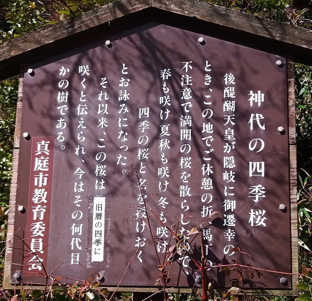 神代四季桜の看板