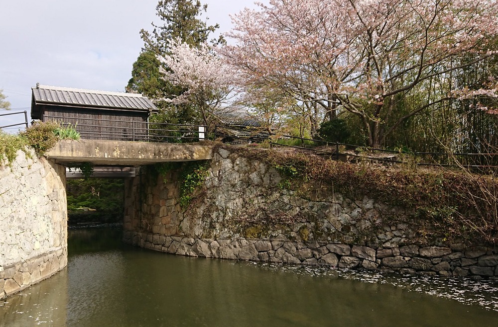 倉安川吉井水門と桜