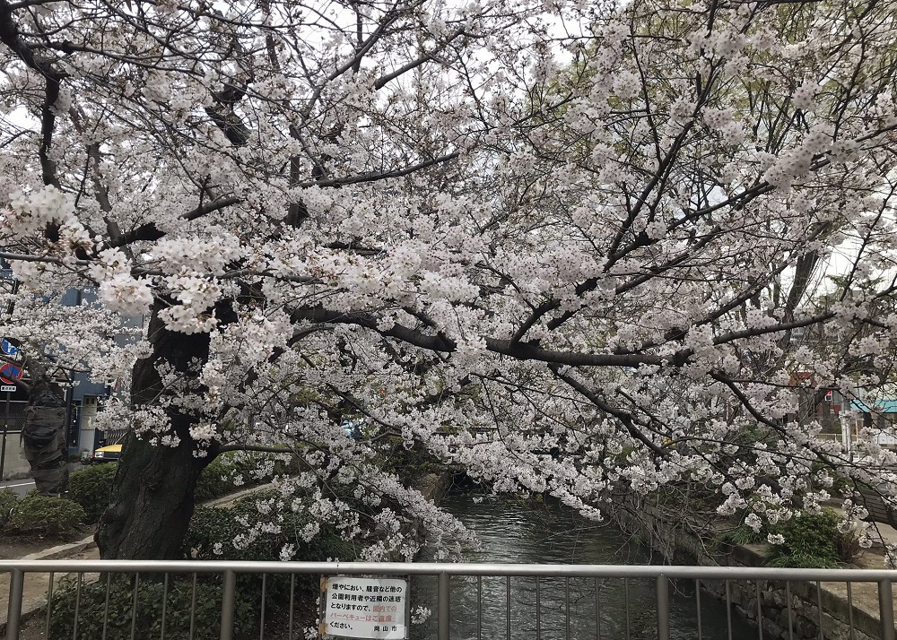 西川緑道公園の桜正面