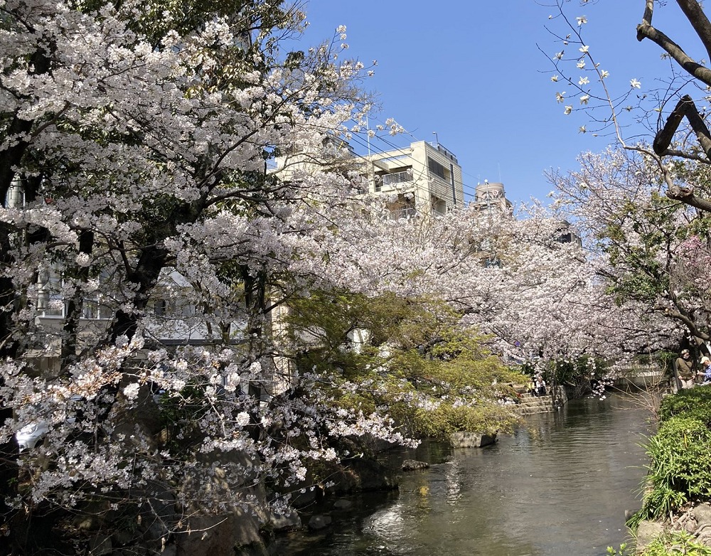 西川緑道公園の桜