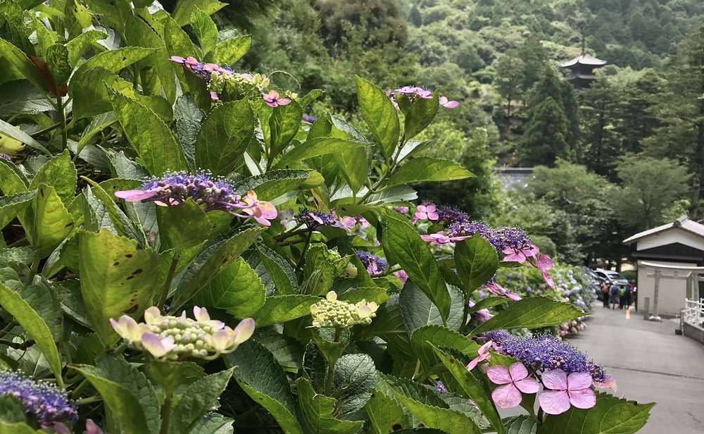 大滝山 西法院の紫陽花