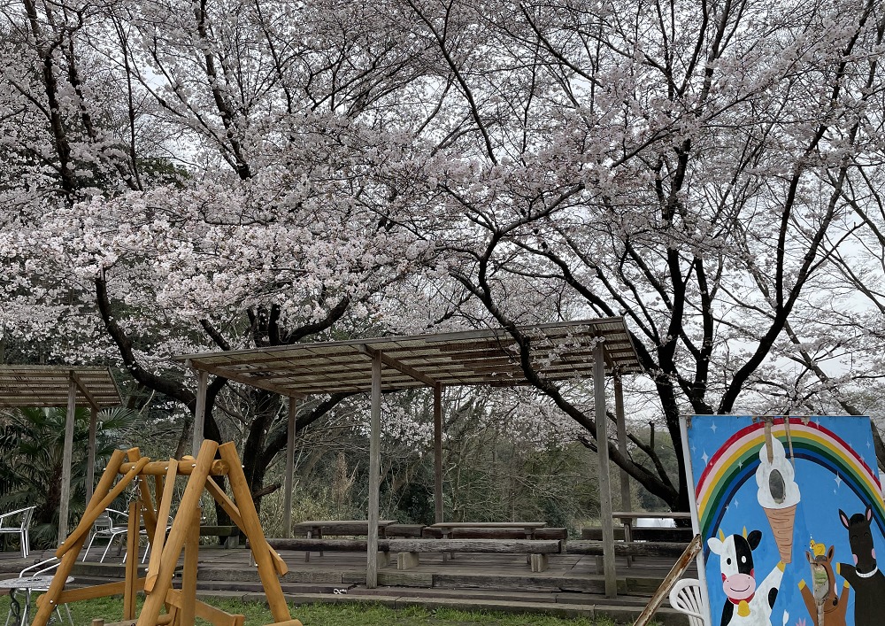 安富牧場の遊具と桜