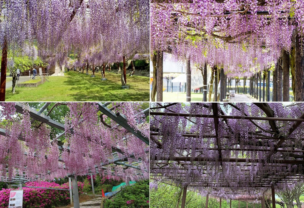岡山県で藤が咲き誇る藤棚の名所