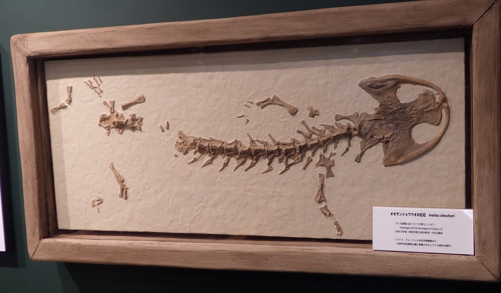 オオサンショウウオ保護センター（はんざきセンター）の骨格標本