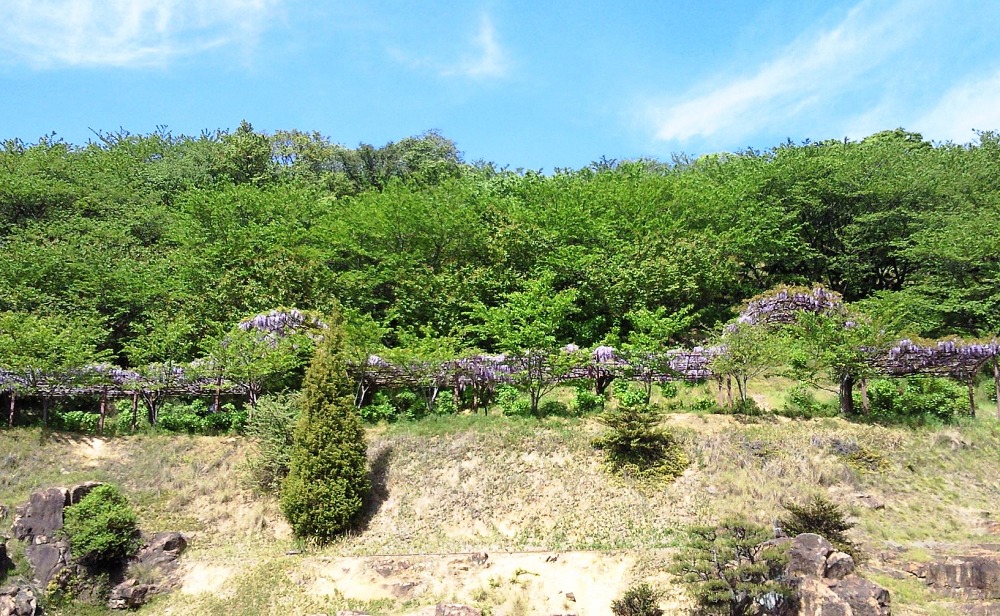種松山公園の藤棚