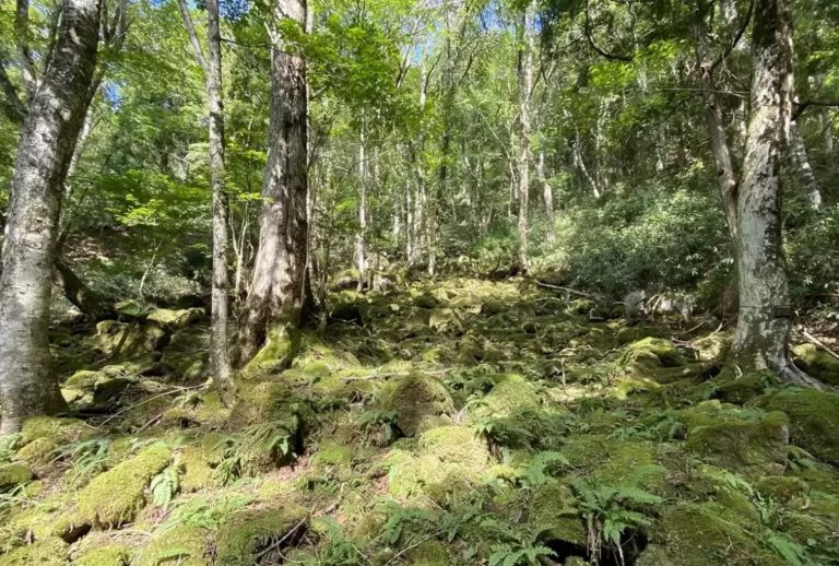 若杉原生林西粟倉村登山 – 若杉原生林 特徴 – NIIKZM