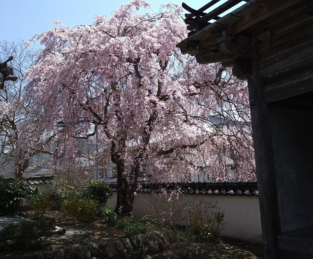 薬王寺の枝垂れ桜
