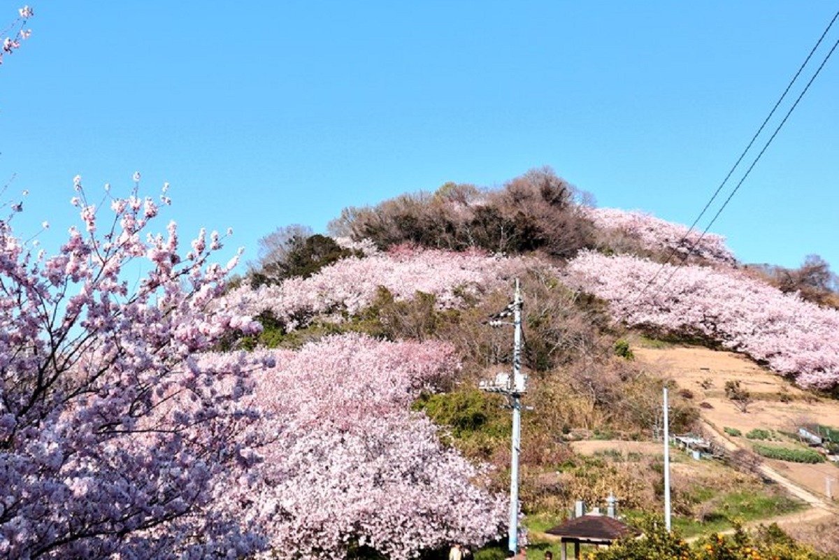 瀬戸内海国立公園寄島園地の桜
