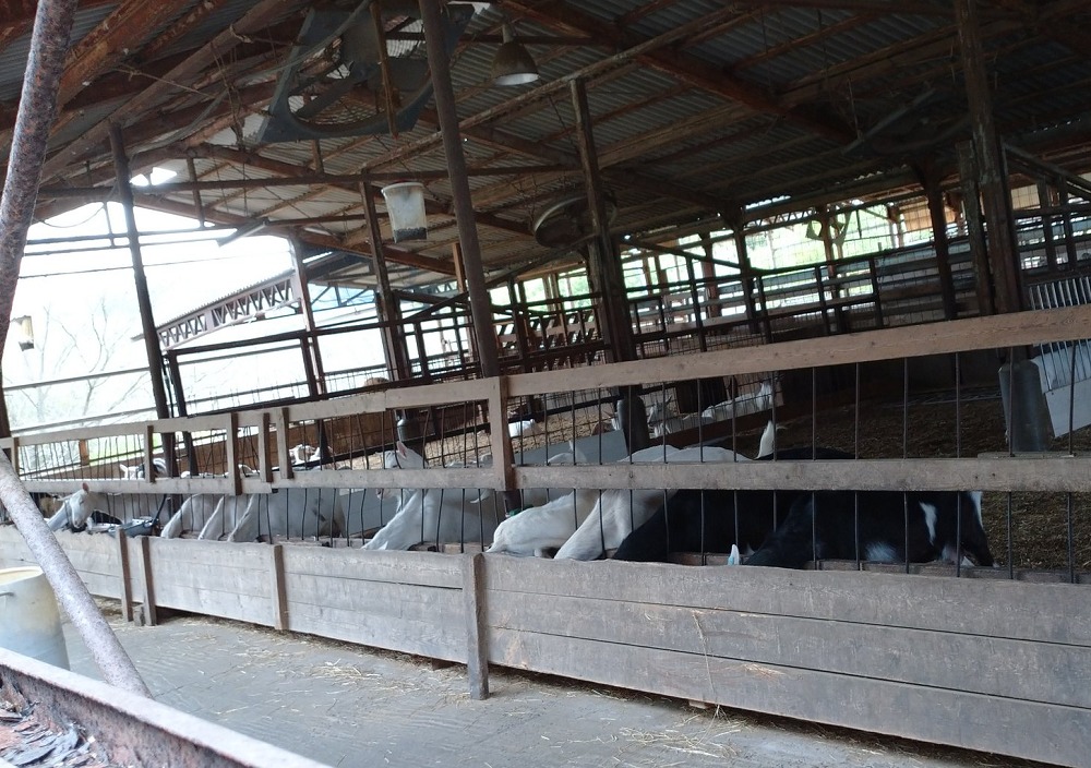 ルーラルカプリ農場のヤギ飼育
