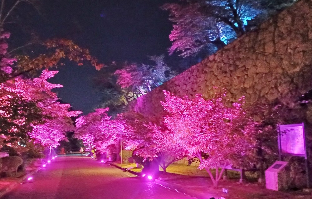 津山城ナイトファンタジア夏桜の参道