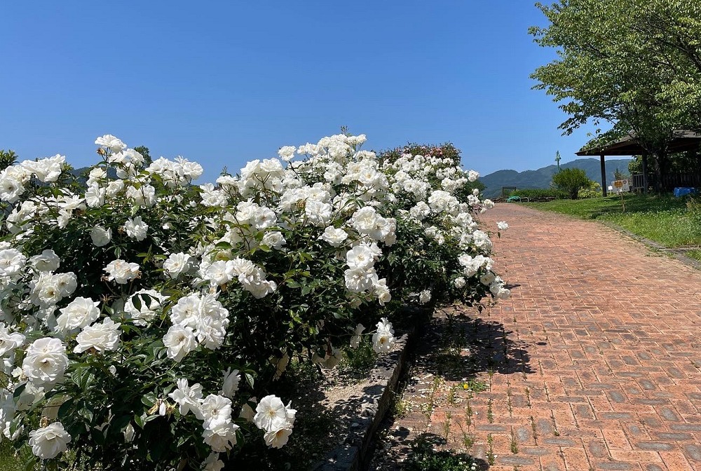 グリーンヒルズ津山の白薔薇