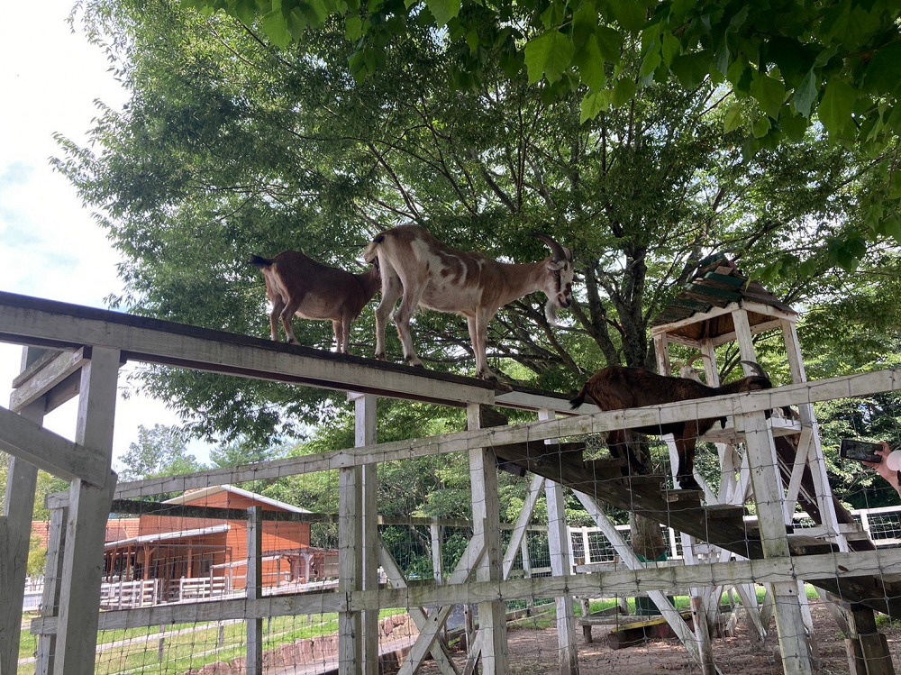 おかやまフォレストパーク ドイツの森の動物ふれあい広場ヤギアスレチックの山羊