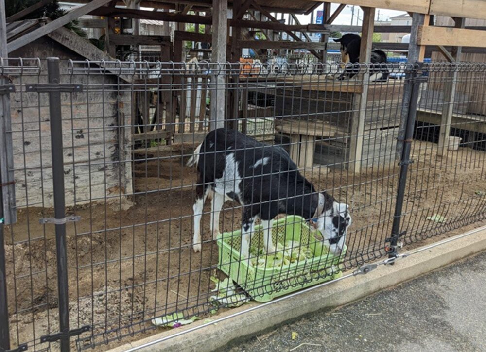 はればれスクエアの動物