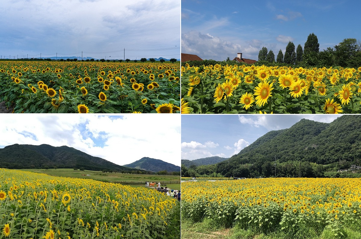 岡山県内の絶景ひまわり畑（向日葵）の名所