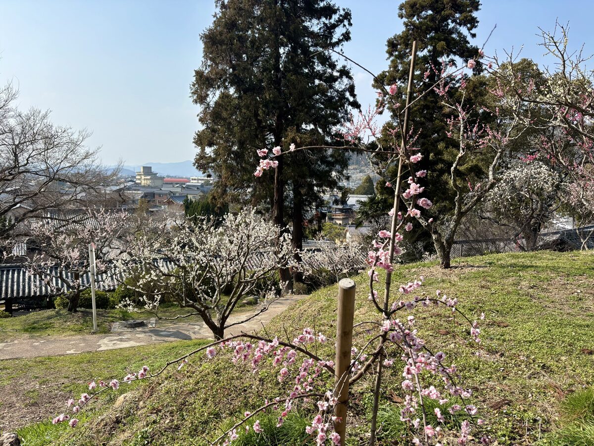 吉備津神社の梅2