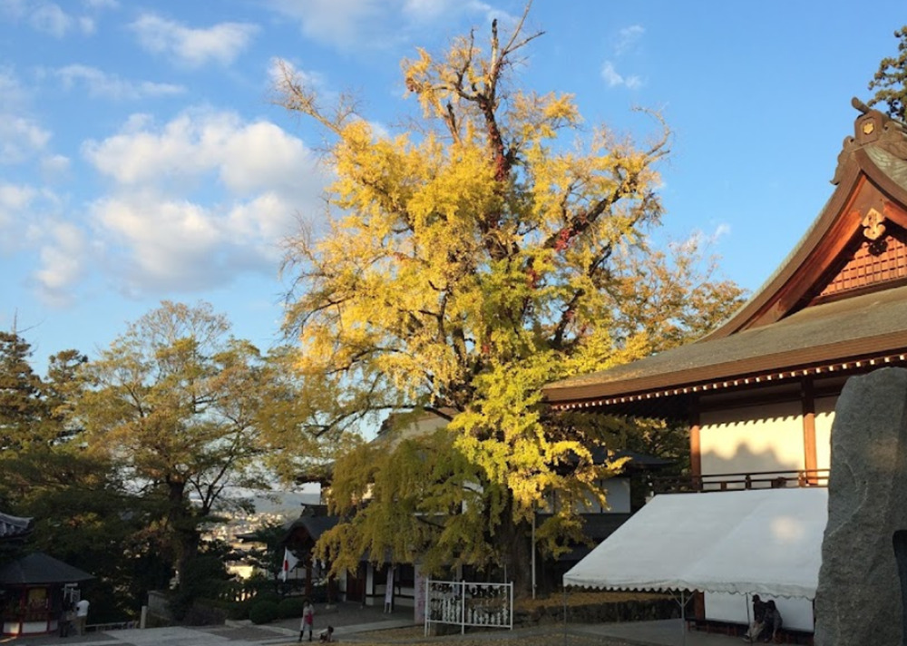 吉備津神社の銀杏
