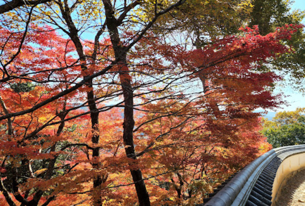 備中松山城の堀と紅葉