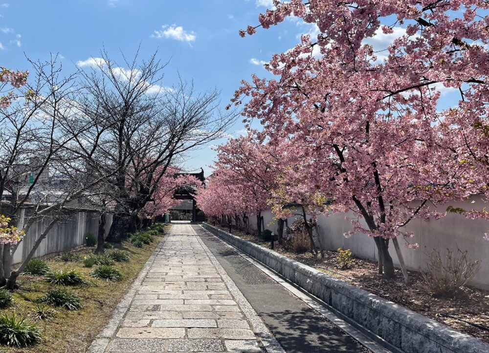 妙林寺の河津桜並木