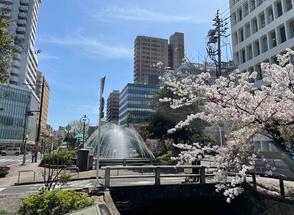 西川緑道公園の桜と噴水