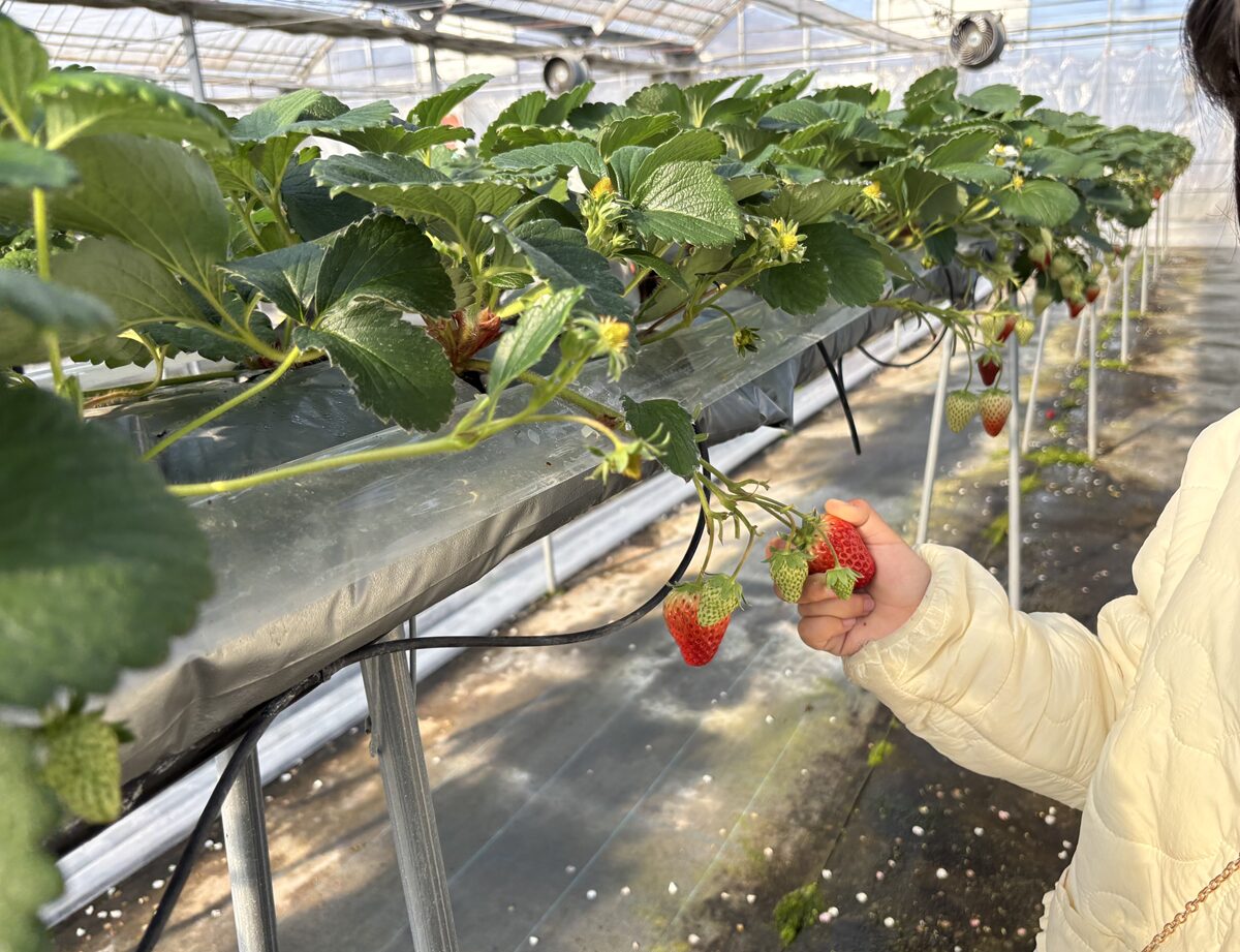 農マル園芸あかいわ農園のイチゴ