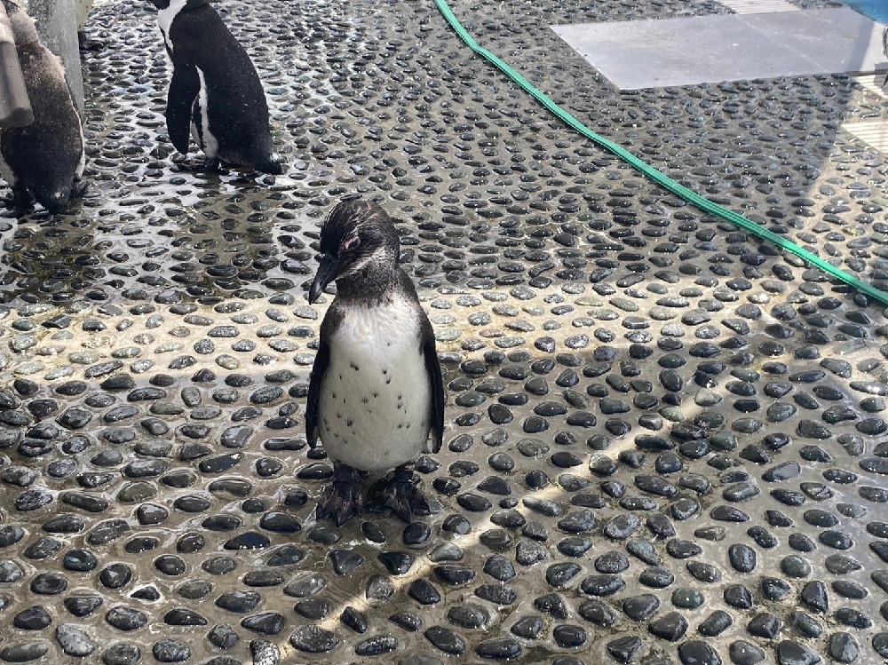 四国水族館のペンギン2