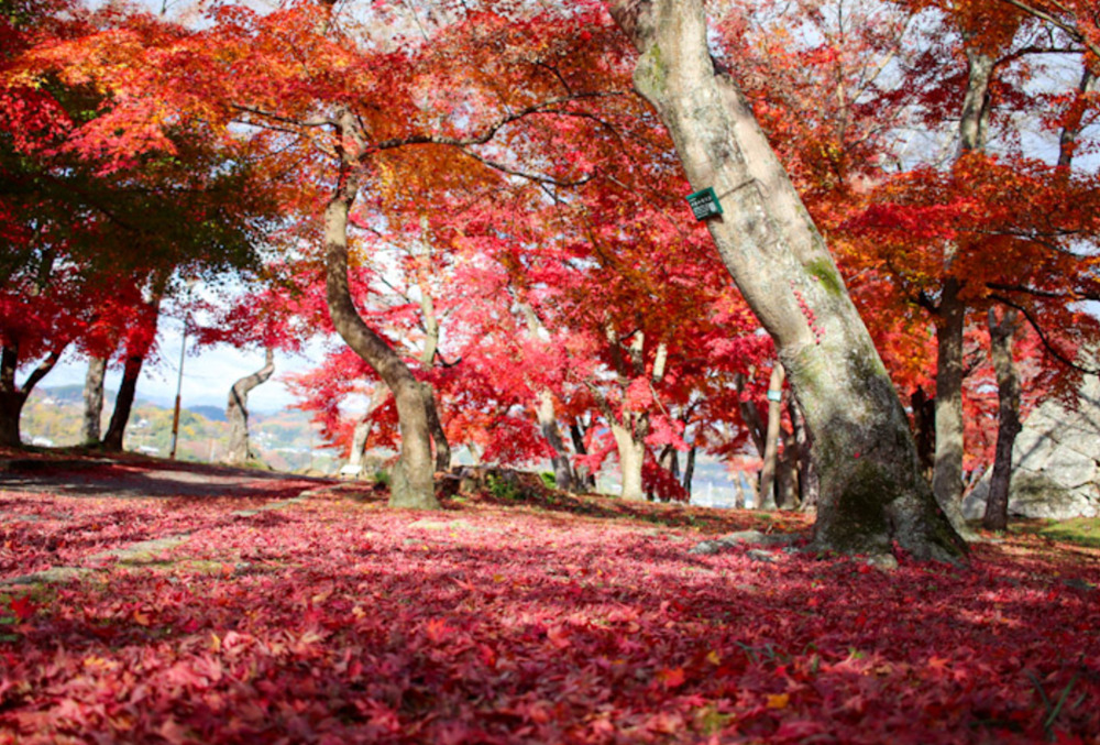津山城の紅葉まつり