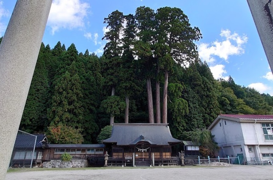 中和神社の杉