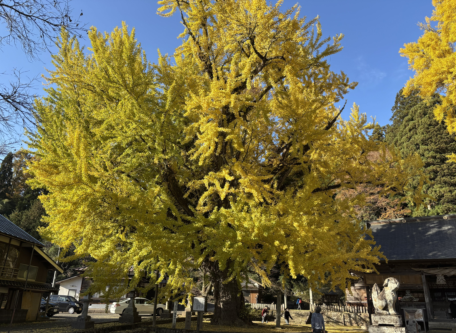 福田神社の巨大なイチョウ