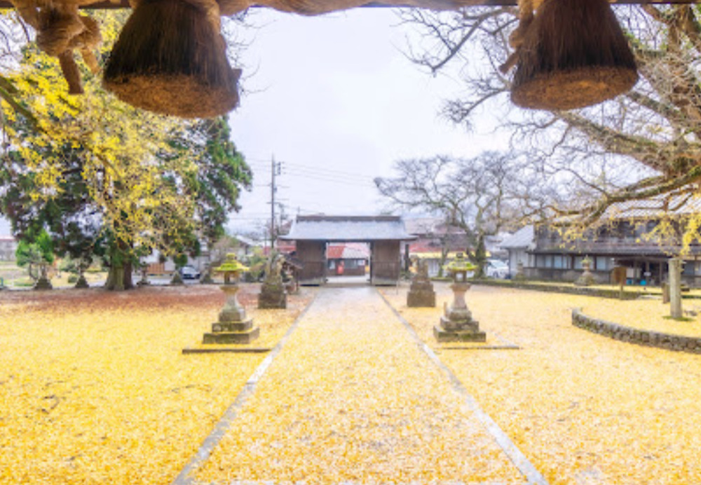 福田神社の銀杏絨毯