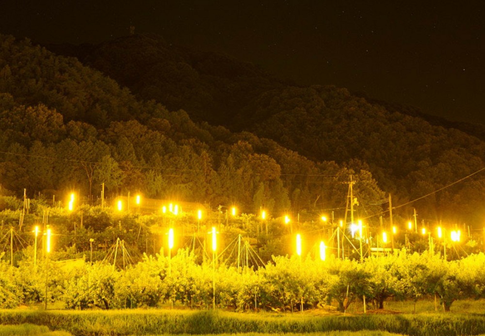 赤磐市の桃畑ライトアップ