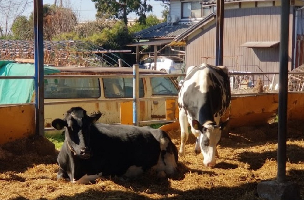 松崎牧場の牛舎