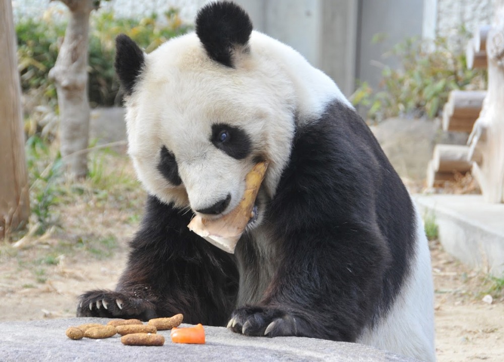 神戸市立王子動物園のパンダ