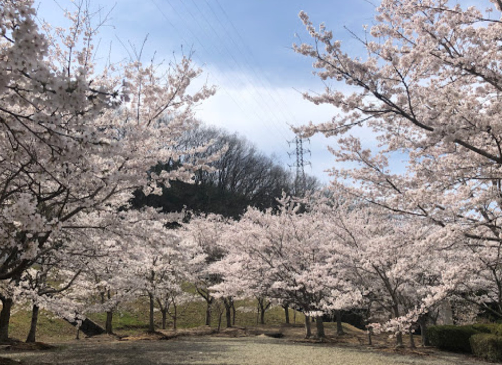 ループ橋 展望台・展望公園の桜