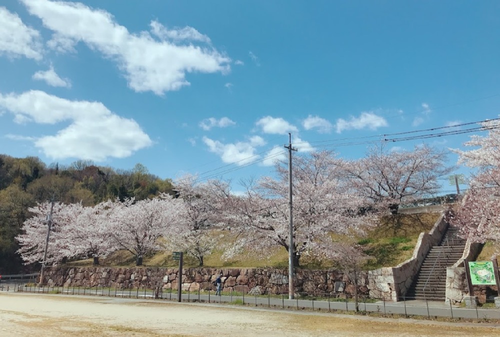 山田グリーンパークの桜
