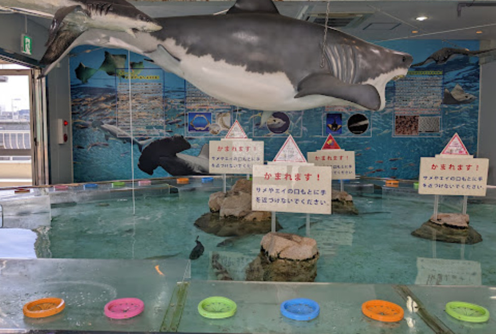 姫路市立水族館のサメ