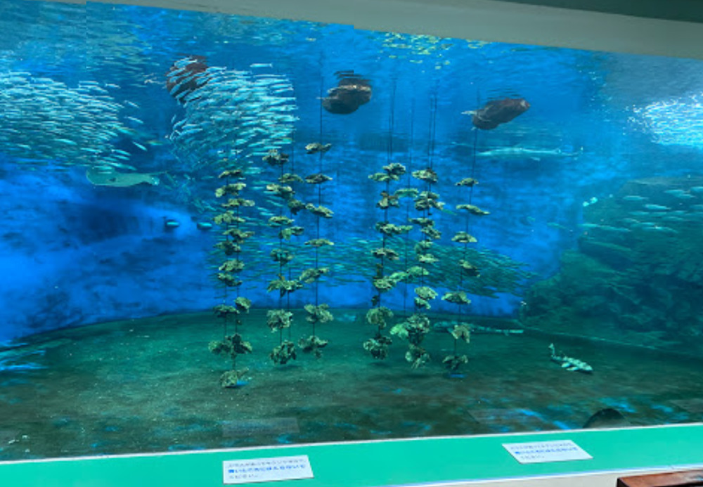 姫路市立水族館の牡蠣