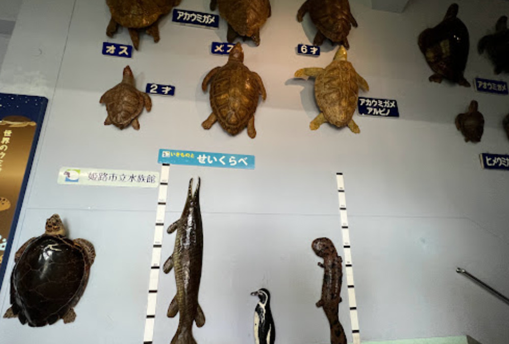 姫路市立水族館のはく製