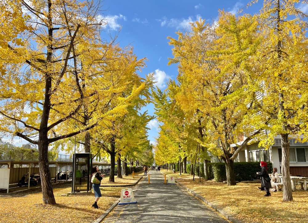 岡山大学の紅葉